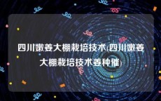 四川嫩姜大棚栽培技术(四川嫩姜大棚栽培技术姜种催)