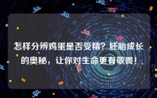 怎样分辨鸡蛋是否受精？胚胎成长的奥秘，让你对生命更有敬畏！