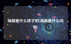 海肠是什么样子的(海肠是什么动物)