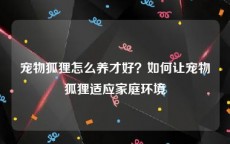 宠物狐狸怎么养才好？如何让宠物狐狸适应家庭环境