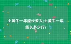 土黄牛一年能长多大(土黄牛一年能长多少斤)