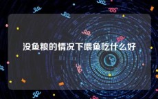 没鱼粮的情况下喂鱼吃什么好