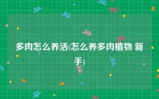 多肉怎么养活(怎么养多肉植物 新手)